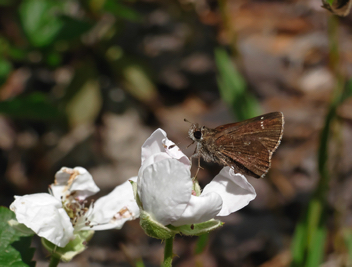 Dusky Roadside-Skipper